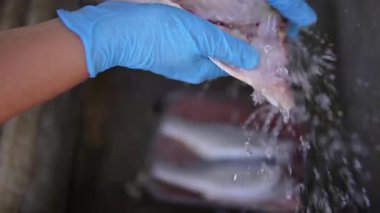Taze balık temizliyorum. Taze balık temizlemek, balığı pişirmeye ya da soğutmaya hazırlamak için pulları, bağırsakları, yüzgeçleri ve solungaçları çıkarmaktır..