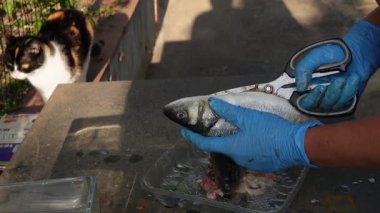 Taze balık temizliyorum. Taze balık temizlemek, balığı pişirmeye ya da soğutmaya hazırlamak için pulları, bağırsakları, yüzgeçleri ve kaburgaları çıkarmayı içerir. Meraklı bir kedi yakından izler..
