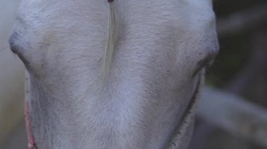 Güzel örülmüş yelesi olan beyaz bir atın yakın çekimi. Video, atın zarif gözlerini, parlak paltosunu ve karmaşık örgülerini yakalıyor, zarafetini ve sakinliğini vurguluyor. Aygır