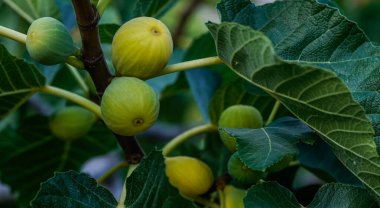 Dalda olgunlaşmış incirler. İncir ağacında yetişen olgunlaşmamış yeşil-sarı incirlerin göz hizasında yakın plan çekimleri..