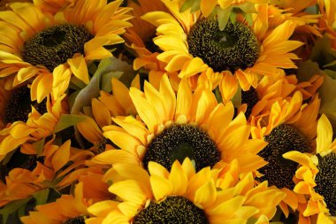 Rengarenk çiçeklerden oluşan canlı bir koleksiyon. Tamamen çiçek açmış, doğal gün ışığında yakalanmış. Bahar ve yaz temaları, sağlık ve güzellik resimleri, tebrik kartları, düğünler veya doğa başyazıları için.