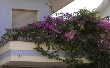 Rengarenk çiçeklerden oluşan canlı bir koleksiyon. Tamamen çiçek açmış, doğal gün ışığında yakalanmış. Bahar ve yaz temaları, sağlık ve güzellik resimleri, tebrik kartları, düğünler veya doğa başyazıları için.