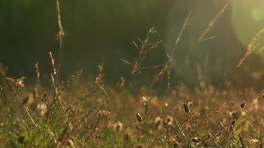 Şafak vakti vahşi bir arazinin yakınında. Sabah güneşi, gökyüzünde uçan örümcek ağlarını ve küçük böcekleri aydınlatan altın röflelerle manzarayı aydınlatır. Doğa sabah ışığında