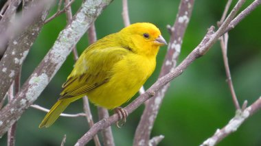 Brezilya faunasının kuşuna kanarya denir.