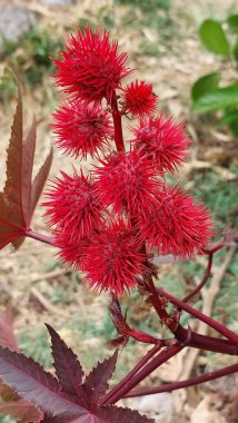 Hint yağı meyvesi Ricinus Communis. Büyük dikenli kırmızımsı bir bitki..