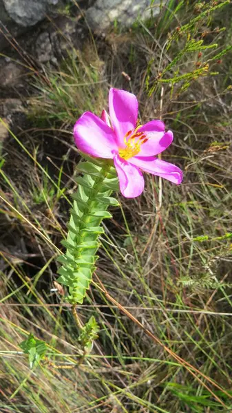 Lavoisiera Imbricata adlı güzel mor (pembe ve mor) çiçek.