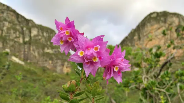 Lippia Florida adı verilen mor ve pembe renkte güzel Brezilya çiçeği..