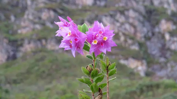 Lippia Florida adı verilen mor ve pembe renkte güzel Brezilya çiçeği..