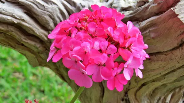 Güzel ve gür pembe çiçek