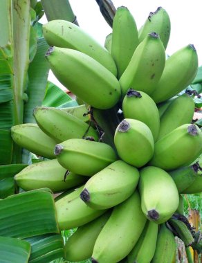 Bir demet yeşil, gümüş muzlu muz ağacı..