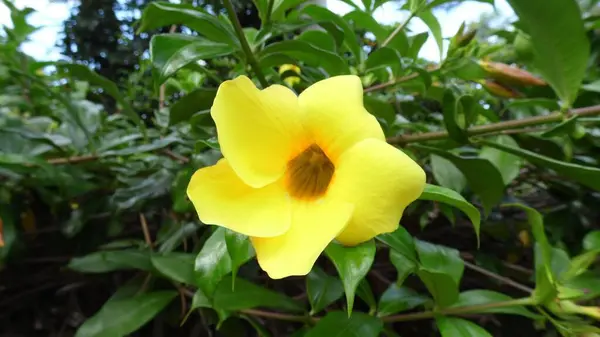 Sarı çiçeğiyle Alamanda adında bir bitki.