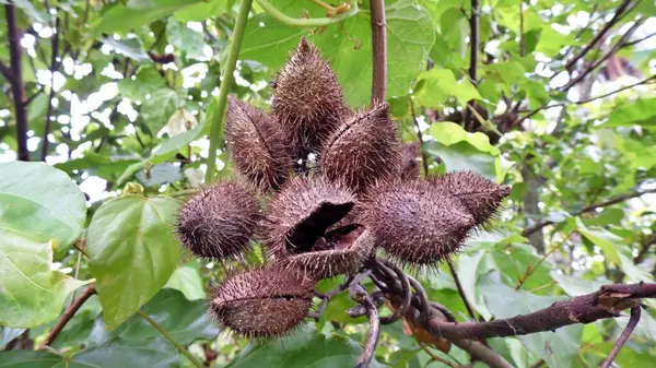 Meyve, baharat ve doğal kırmızı boya yapımında kullanılır.