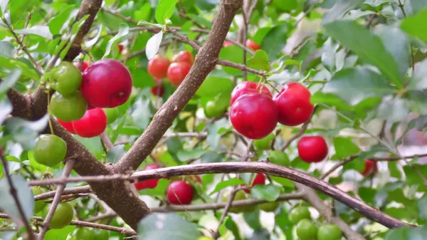 Meyveli Acerola ağacı tüketime hazır.