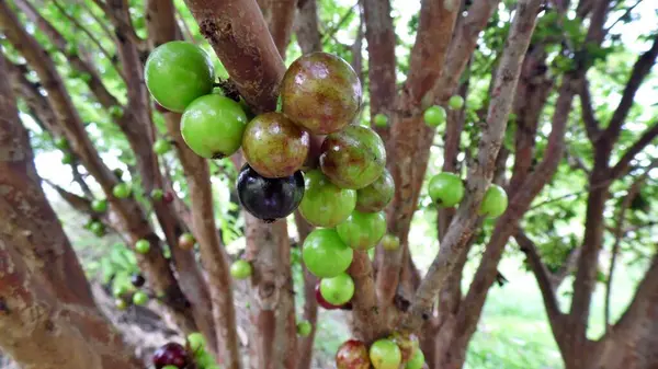 Jabuticaba ağacında bir sürü meyve var ama yine de yeşil..