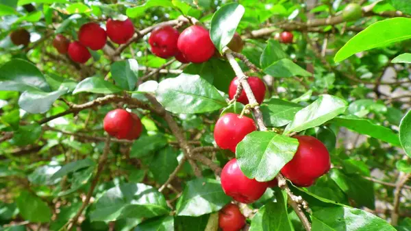 Olgunlaşmış meyvelerle dolu Acerola ağacı tüketime hazır.