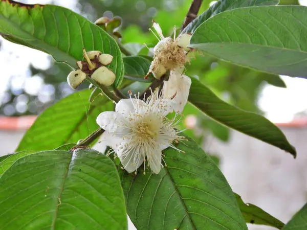Çiçek açmış Guava ağacı ve açan beyaz çiçekleri