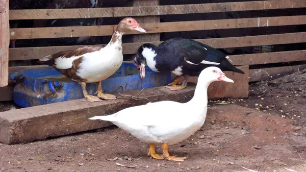 Değişik renklerde serbest ördekler