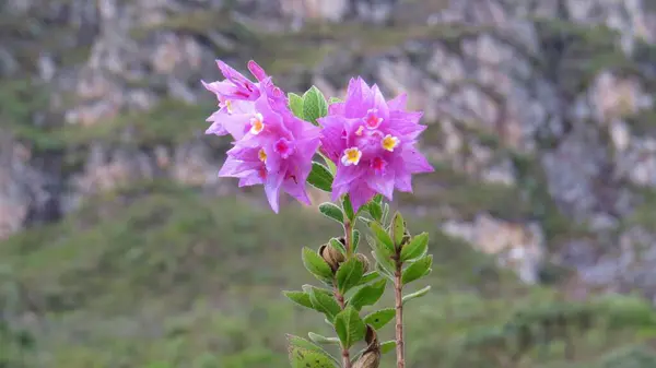 Lippia Florida adı verilen mor ve pembe renkte güzel Brezilya çiçeği..
