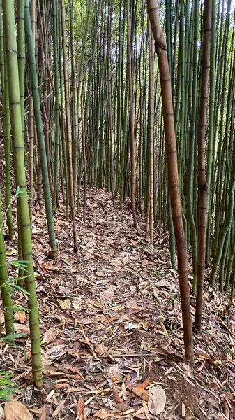 Bir yamaçta ekilmiş bambu ormanı. Bambu koruluğundan geçen patika..