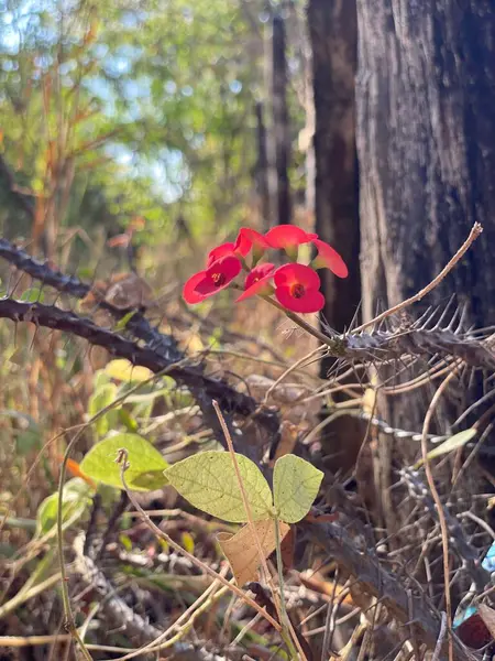 Euphorbia gottlebei, Euphorbiaceae familyasından bir bitki türü. Madagaskar 'a özgüdür. Doğal habitatı kayalık alanlardır. Yaşam alanı kaybıyla tehdit ediliyor..