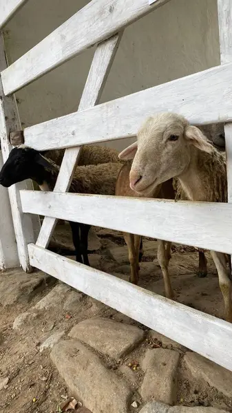 Beyaz ve siyah koyunların kafaları ahşap bir kapının parmaklıklarından sarkıyor..