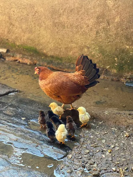 Hen ve onun renkli piliçleri, siyah, kahverengi ve sarı birlikte yürüyorlar..