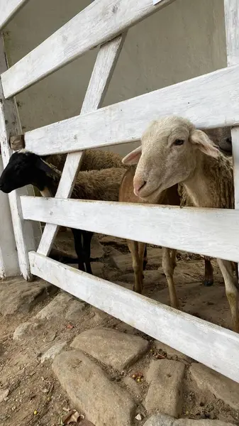 Beyaz ve siyah koyunların kafaları ahşap bir kapının parmaklıklarından sarkıyor..