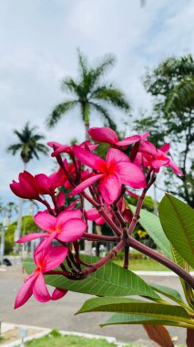 Brezilya 'da ekilen güzel pembe çiçeğin adı Jasmim Manga, resmi adı Plumeria Rubra..