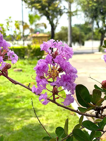 Lagerstroemia Indica veya Twilight adında güzel pembe bir çiçek..