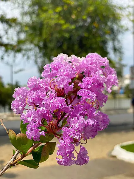 Lagerstroemia Indica veya Twilight adında güzel pembe bir çiçek..