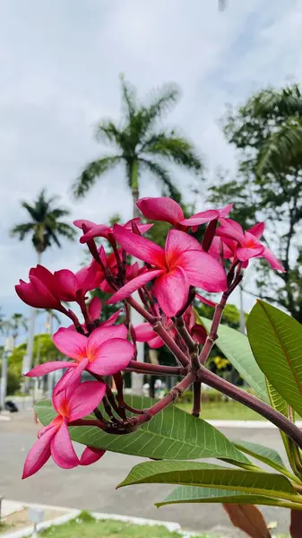Brezilya 'da ekilen güzel pembe çiçeğin adı Jasmim Manga, resmi adı Plumeria Rubra..