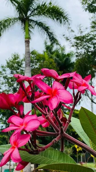 Brezilya 'da ekilen güzel pembe çiçeğin adı Jasmim Manga, resmi adı Plumeria Rubra..