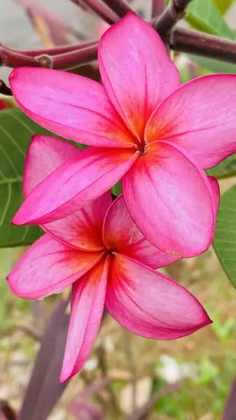 Brezilya 'da ekilen güzel pembe çiçeğin adı Jasmim Manga, resmi adı Plumeria Rubra..