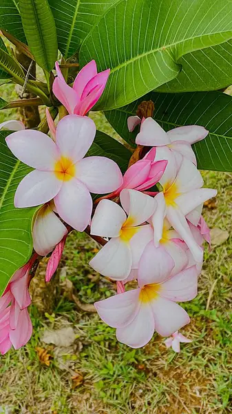 Beyaz Frangipani, Beyaz veya Pembe Plumeria adında güzel beyaz bir çiçek..