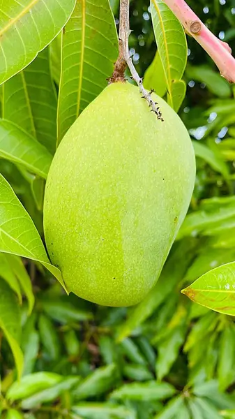 Kılıç mangosu, Brezilya 'da çok yaygın bir meyvedir. Mango ağacından gelir..