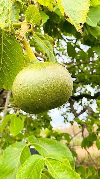Brezilya savanasında Caryocar brasiliense adlı bitkinin meyvesi çok yaygındır.