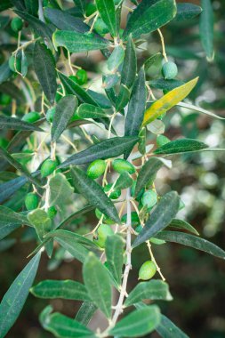 Bahçede yeşil yapraklı zeytin ağacı.