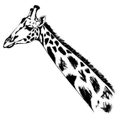 Şirin zürafa uzun kafa siyah beyaz vektör sanat çizimi.