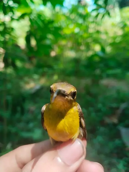 Bahçede bir kuş