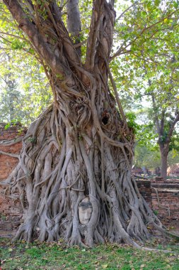 Buddha kafası ve ağaç kökleri.