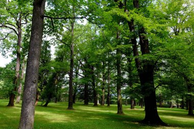Baharda parkta güzel yeşil ağaçlar
