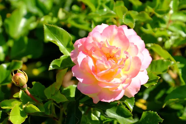 Bahçede güzel pembe gül yakın