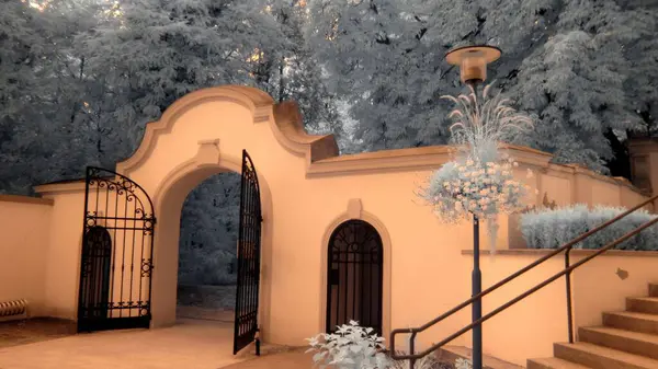 Ormanın arka planında kar olan Noel ağacı.