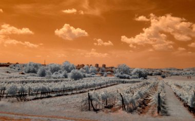 Karlı güzel kış manzarası - ağaçlarla kaplı