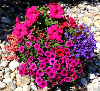 farklı renklerde güzel çiçekler