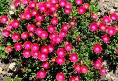 Bahçedeki güzel çiçekler