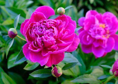 Güzel pembe şakayık çiçekleri yeşil bir çalıda