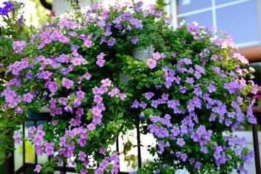 Bahçedeki güzel çiçekler