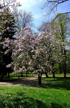 cherry blossom, sakura, spring flowers