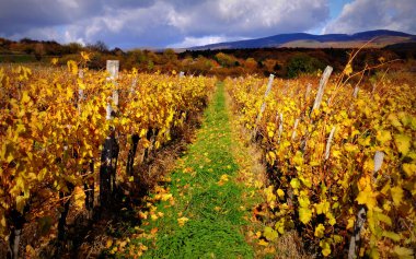 Sonbaharda renkli yapraklı üzüm bağları